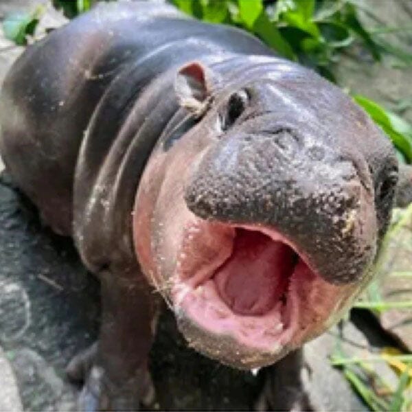 40x40cm Hippo Diamond Painting Kit - Full Coverage